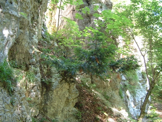 Taxus baccata / Tasso